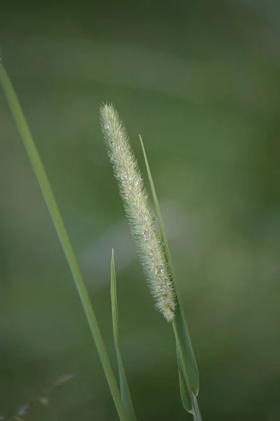 Frumos Împușcat Botanic Tapet Natural — Fotografie, imagine de stoc