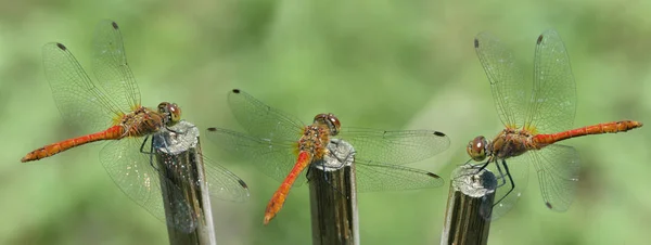 Closeup Macro View Dragonfly Insect — Stock Photo, Image