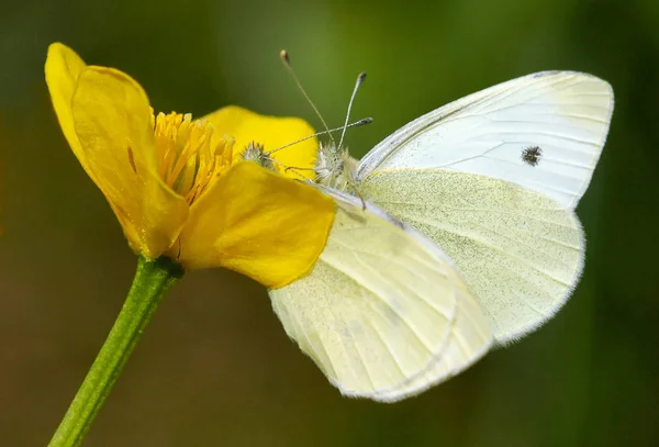 Vue Rapprochée Beau Papillon Coloré — Photo