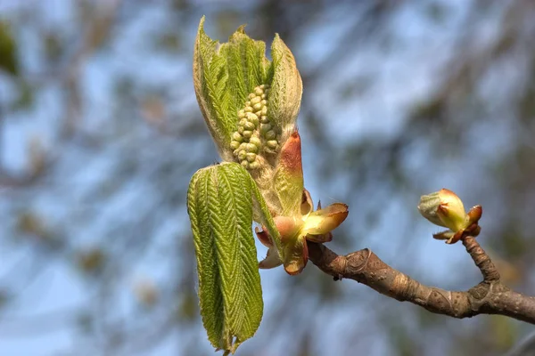 Schöne Blumen Blumiges Konzept Hintergrund — Stockfoto