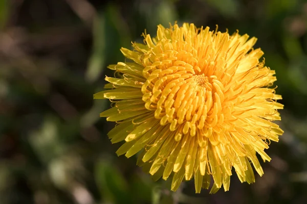 Flores Amarillas Del León Del Verano — Foto de Stock