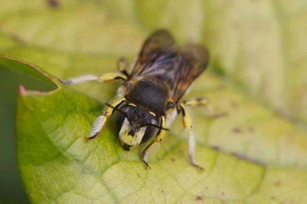 Närbild Bugg Naturen — Stockfoto