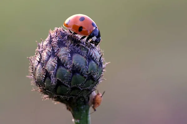 Primo Piano Bug Natura Selvaggia — Foto Stock