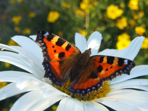 Volpe Farfalla Lepidotteri — Foto Stock