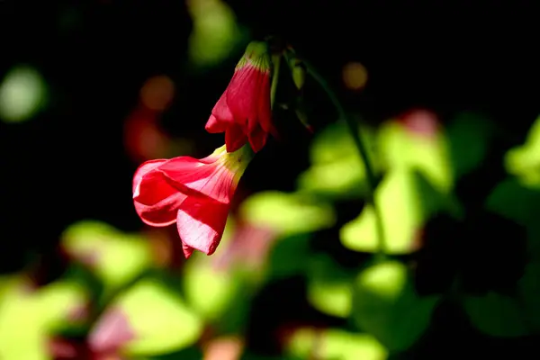 Bela Botânica Tiro Parede Natural — Fotografia de Stock