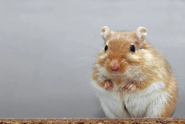 gerbil small mouse animal