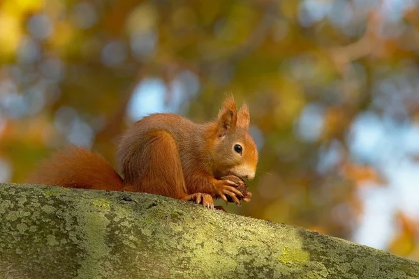 Faune Écureuil Dans Nature Écureuil Pelucheux — Photo