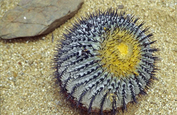 Parc National Pan Azucar Carrot Its Cacti White Beaches Fantastic — стоковое фото