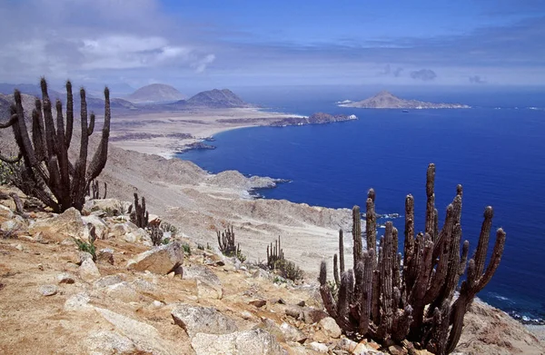 Sartén Nacional Azucar Zanahoria Con Sus Cactus Playas Blancas Fantásticas — Foto de Stock