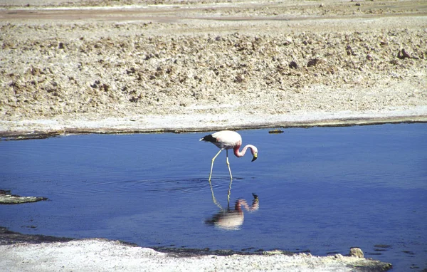 Der Salar Atacama Erstreckt Sich Über Ein Gebiet Mit Flamingos — Stockfoto