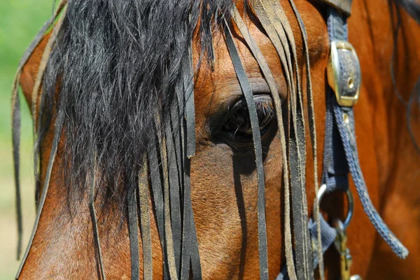 Caballos Aire Libre Durante Día —  Fotos de Stock