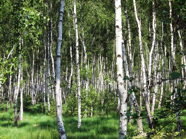 Vue Panoramique Flore Forêt Sauvage — Photo