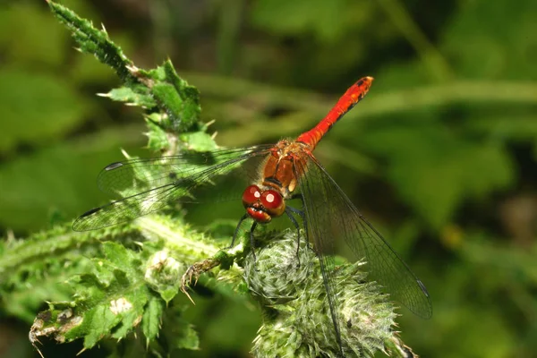 Primo Piano Macro Vista Insetti Libellula — Foto Stock