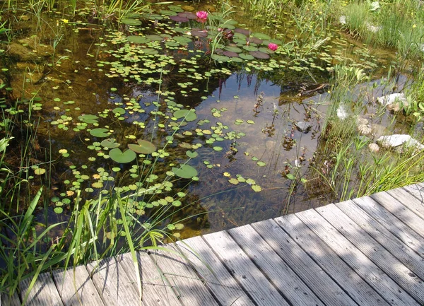 Lilia Wodna Kwiaty Stawu Flora Przyrodzie — Zdjęcie stockowe