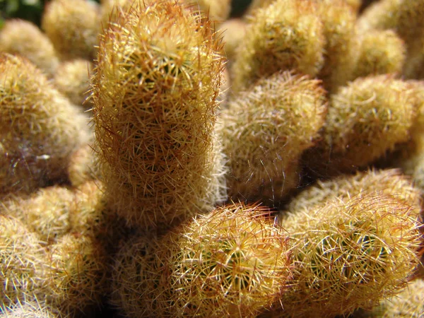 Кактус Растение Флора — стоковое фото