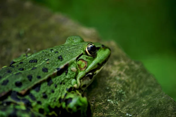 Zelená Jedlá Žába Evropská Žába Obyčejná Vodní Žába — Stock fotografie
