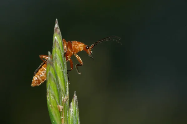 Pudiera Decir Experto Insectos Qué Tipo Viajero Estaría Muy Agradecido — Foto de Stock