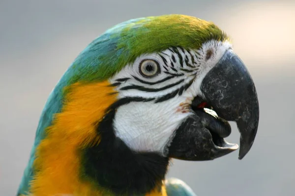 Scenic View Beautiful Parrot Nature — Stock Photo, Image
