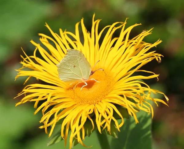 Nahaufnahme Von Schönen Bunten Schmetterling — Stockfoto