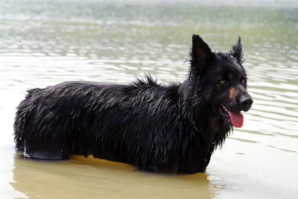 Portrait Cute Dog — Stock Photo, Image