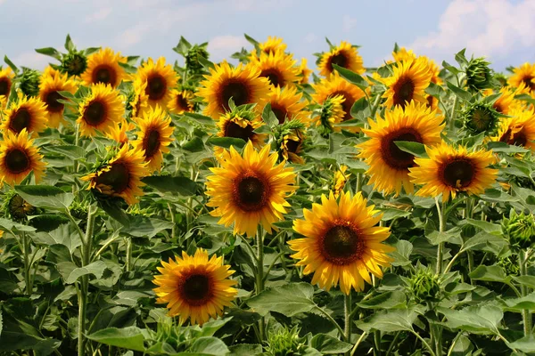 Tournesol Vue Rapprochée — Photo