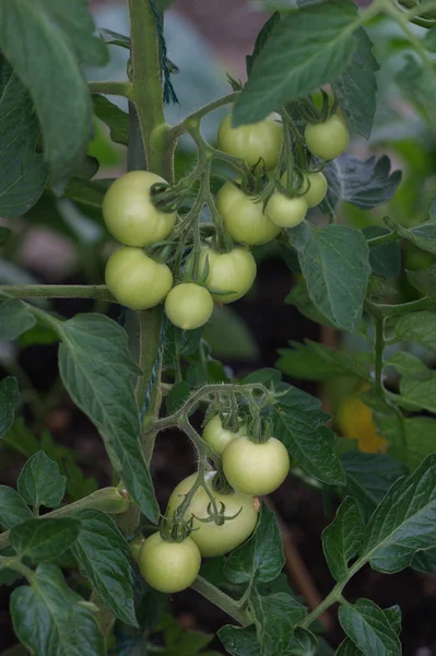 Pomodori Verdure Cibi Maturi — Foto Stock
