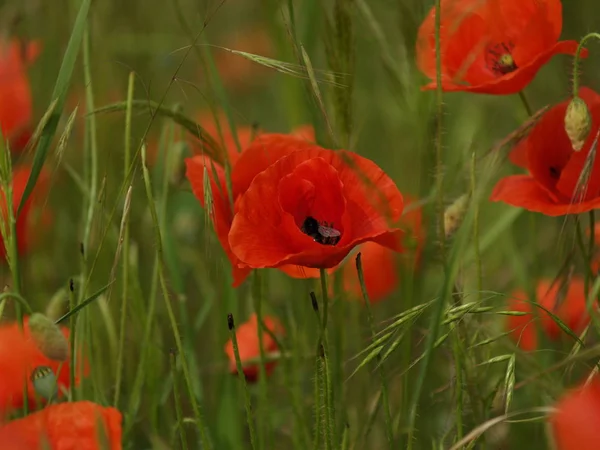 Amapolas Rojas Sobre Fondo Natural —  Fotos de Stock