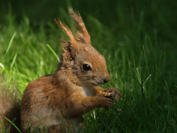 cute squirrel animal, funny rodent