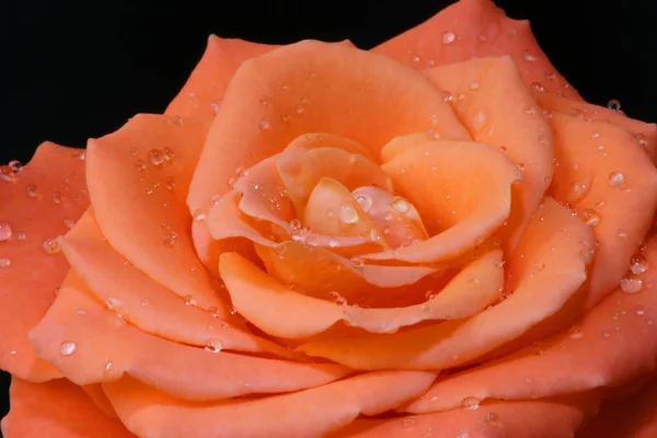 Schöne Blumen Blumiges Konzept Hintergrund — Stockfoto