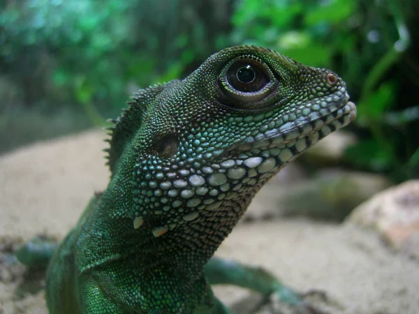 Encerramento Animais Jardim Zoológico — Fotografia de Stock