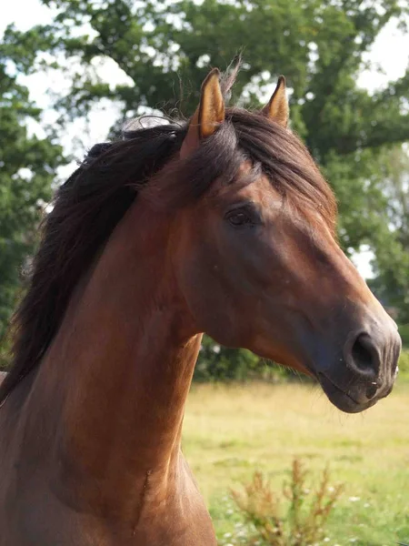 Chevaux Extérieur Jour — Photo