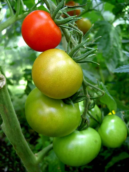 Tomates Alimentos Maduros Vegetales — Foto de Stock