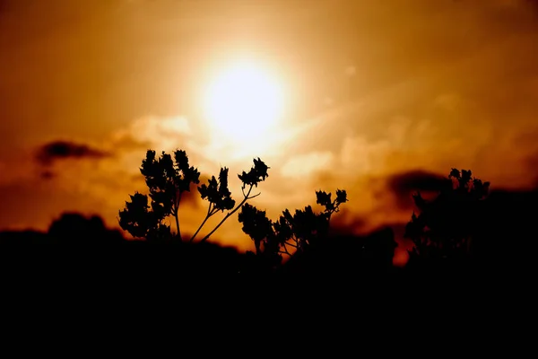 前景の低木で日没です — ストック写真
