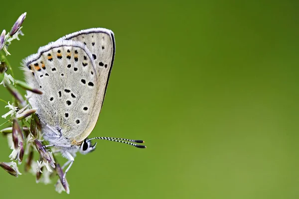 野生の自然界での虫の接近 — ストック写真