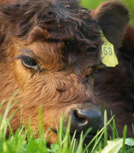 Cows Natural Landscape Selective Focus — Stock Photo, Image