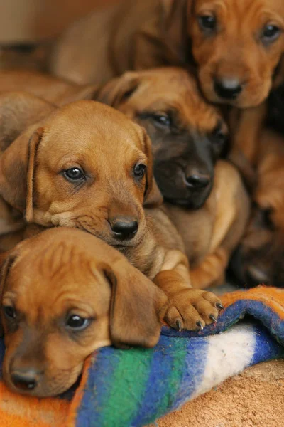 Beautiful Little Brown Puppies — Stock Photo, Image