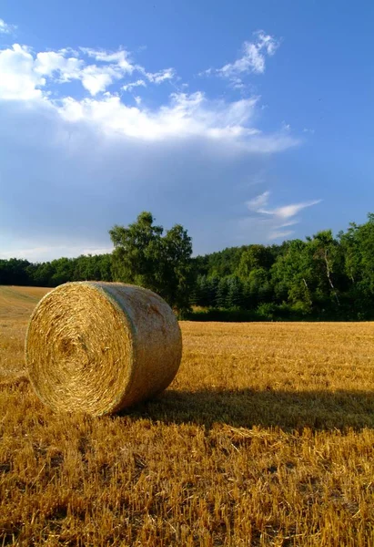 Scenic View Countryside Selective Focus — Stock Photo, Image