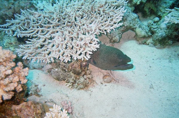 Moray Hal Moray Angolna Mélytengeri Vízben — Stock Fotó