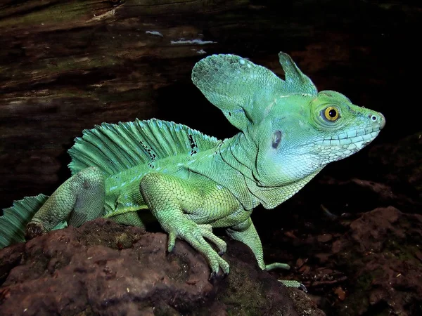 Fauna Lagarto Iguana Reptil —  Fotos de Stock