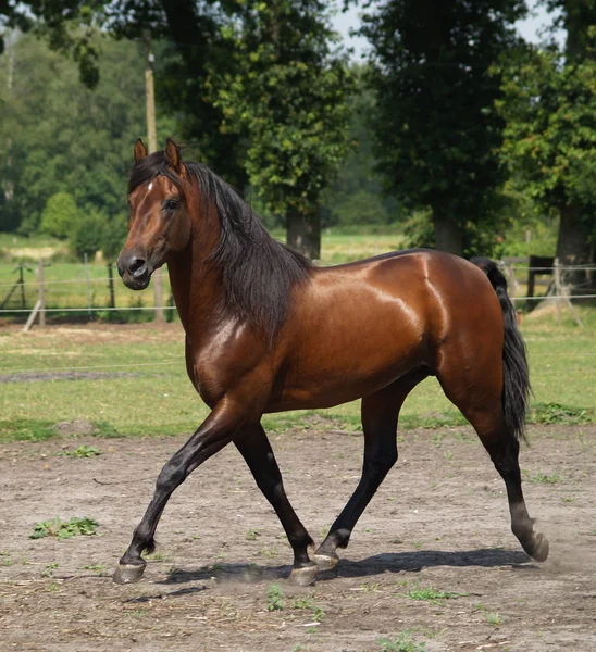 Hästar Utomhus Dagen — Stockfoto