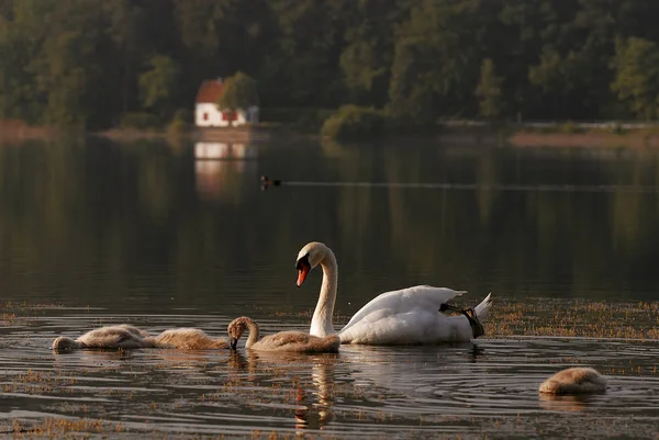 Scenic View Beautiful Bird Nature — Stock Photo, Image