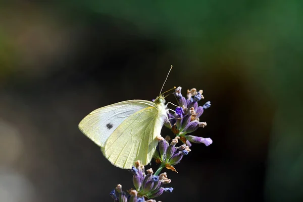 Vue Rapprochée Beau Papillon Coloré — Photo