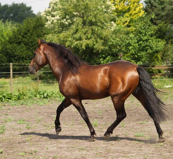 Caballo Semental Animal Salvaje Naturaleza — Foto de Stock