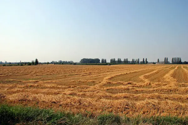 Venkovské Zemědělství Pole Krajina — Stock fotografie