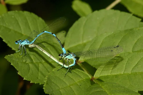 Libellen Insecten Flora Fauna — Stockfoto