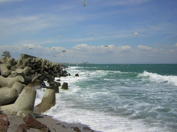 Gulls Black Sea — Stock Photo, Image