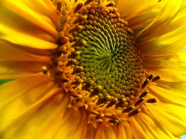 Sunflower Close View — Stock Photo, Image