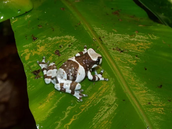 Deze Nachtelijke Missie Goudoogkikker Leeft Regenwouden Van Amazone — Stockfoto