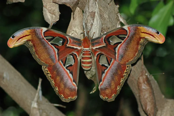 Close Bug Natureza Selvagem — Fotografia de Stock