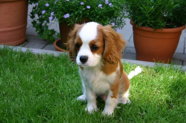 Portret Van Een Schattige Hond — Stockfoto